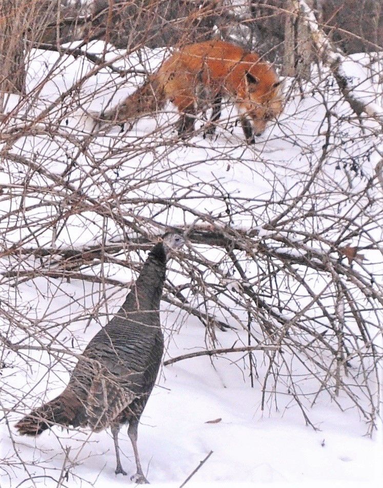 Winter Standoff